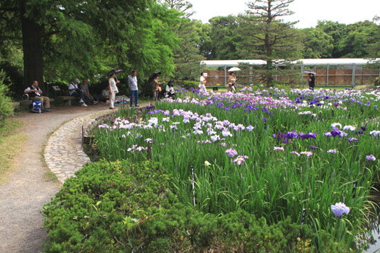 植物園 菖蒲園_e0048413_1126454.jpg