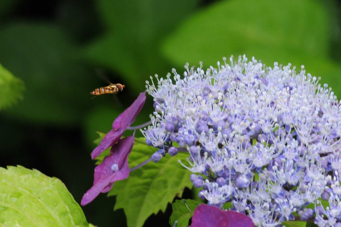 多聞院の紫陽花_f0133213_2013674.jpg