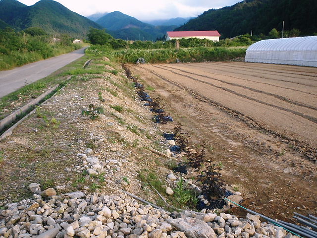 景観植物!_a0256619_22541217.jpg