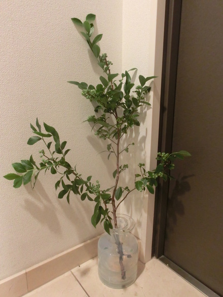 夕ごはん・・・と・・・♪ 6/16②_b0247223_20595975.jpg