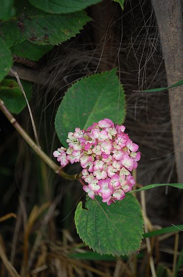 e0108126_1043079.jpg