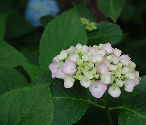 e0108126_926517.jpg