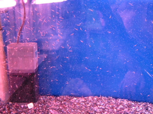 金魚の赤ちゃん ピンポンパール フルタニ金魚倶楽部blog