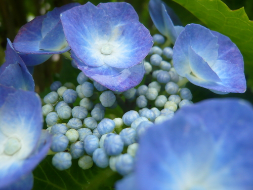 今日は雨降りのためかみさんが撮った写真を・・・_d0254540_13572730.jpg