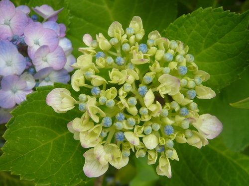 今日は雨降りのためかみさんが撮った写真を・・・_d0254540_13593593.jpg