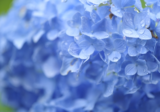 雨に濡れる紫陽花 気ままな時間を ゆったりと