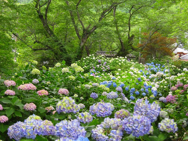 奈良のアジサイ寺（矢田寺）へ。_e0237645_2223133.jpg
