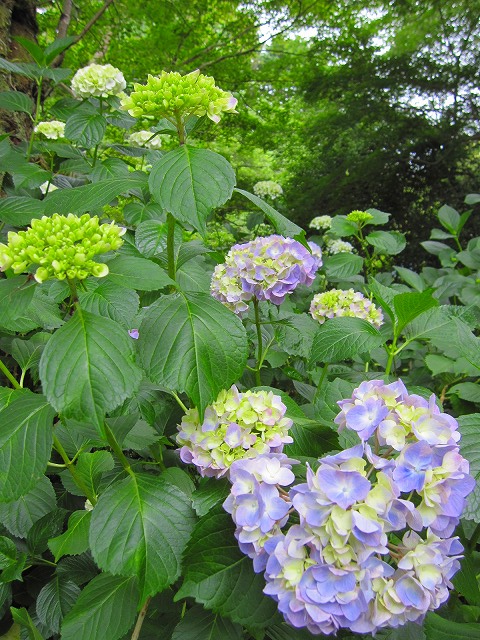 奈良のアジサイ寺（矢田寺）へ。_e0237645_22255518.jpg