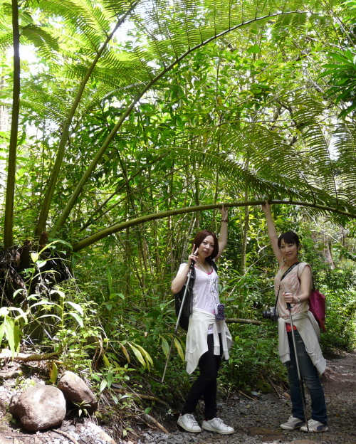 MANOA FALLS TRAIL_a0132260_151771.jpg