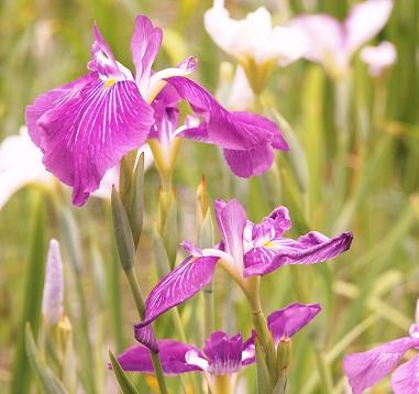 堀切菖蒲園の花菖蒲_b0212965_171251.jpg