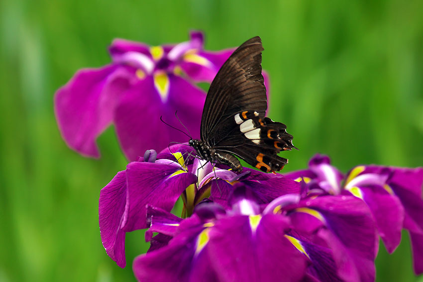 花菖蒲咲く三渓園　No2_e0153076_19232896.jpg