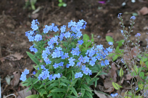 はっきりした青色の花が咲くシノグロッサム ガーデニングの愉しみin八ヶ岳