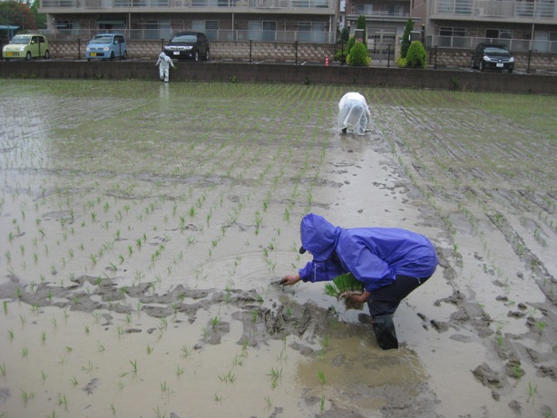 次郎丸中学1年生と田植えを今年も行いましたヨ_a0213879_11342183.jpg