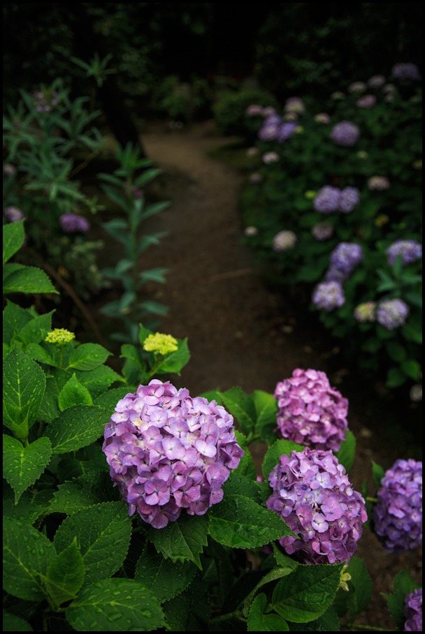 紫陽花　～法金剛院～！_b0128581_14265731.jpg