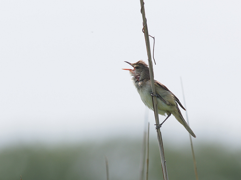 梅雨時の鳥_a0192485_0462320.jpg