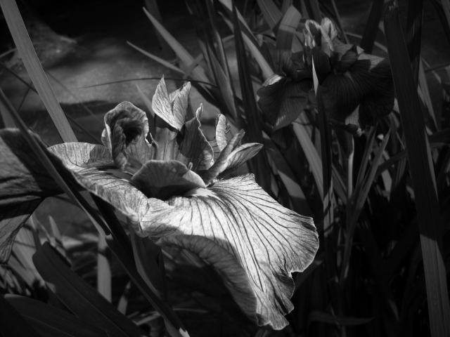 佐倉水生植物園（6.17)_f0063887_2343158.jpg