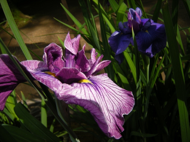 佐倉水生植物園（6.17)_f0063887_2355141.jpg