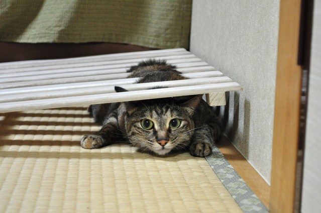 つーちゃんの失敗_a0126590_22373019.jpg