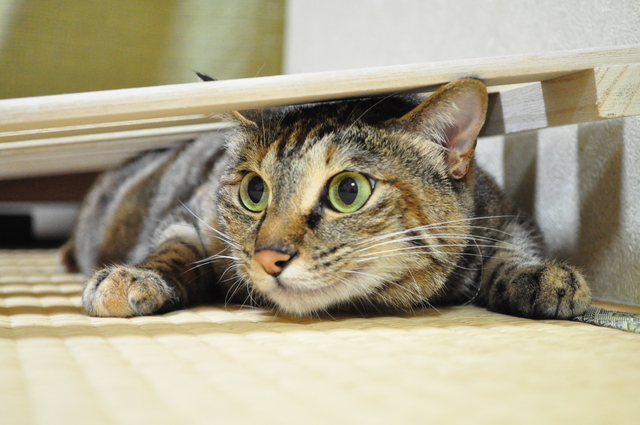 つーちゃんの失敗_a0126590_22393166.jpg