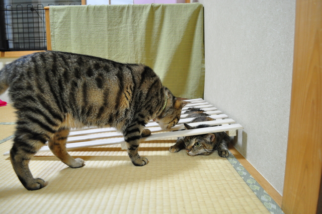 つーちゃんの失敗_a0126590_22413289.jpg