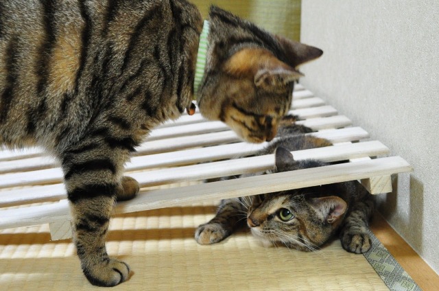 つーちゃんの失敗_a0126590_22431636.jpg