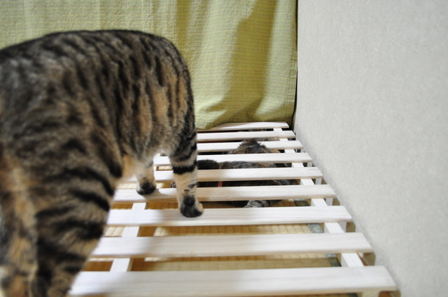 つーちゃんの失敗_a0126590_22493165.jpg
