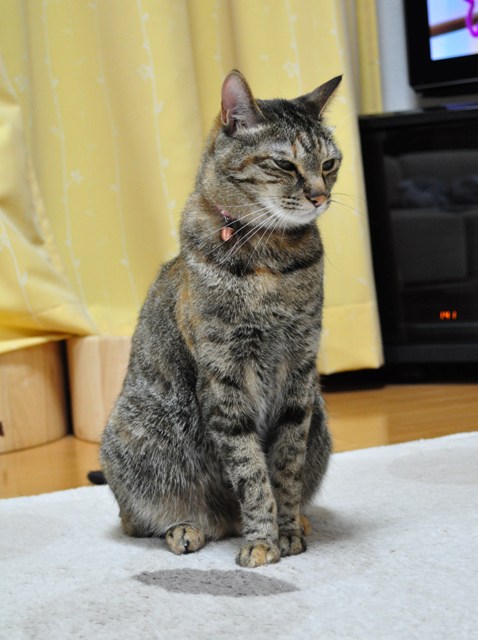 つーちゃんの失敗_a0126590_2253852.jpg