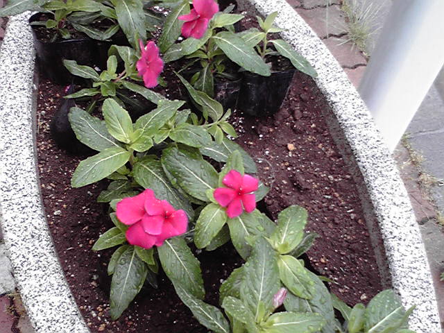 e0046190_123431100.jpg