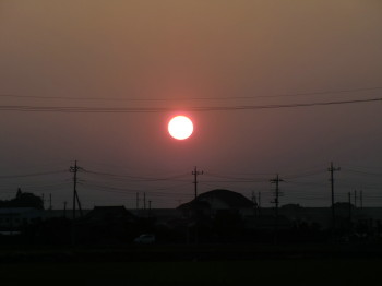 一面の緑・・・野菜・・・夕日_b0111791_2213283.jpg