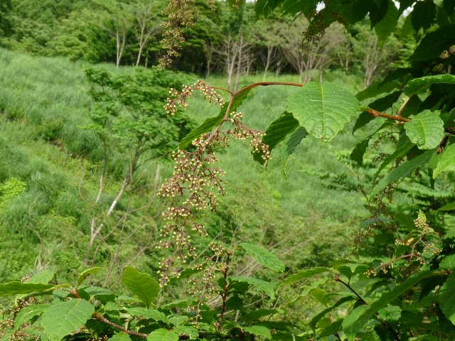 奥阿蘇草原の花ウオッチング_b0025101_2293547.jpg