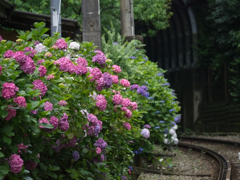 御霊神社の紫陽花_a0114003_17282175.jpg