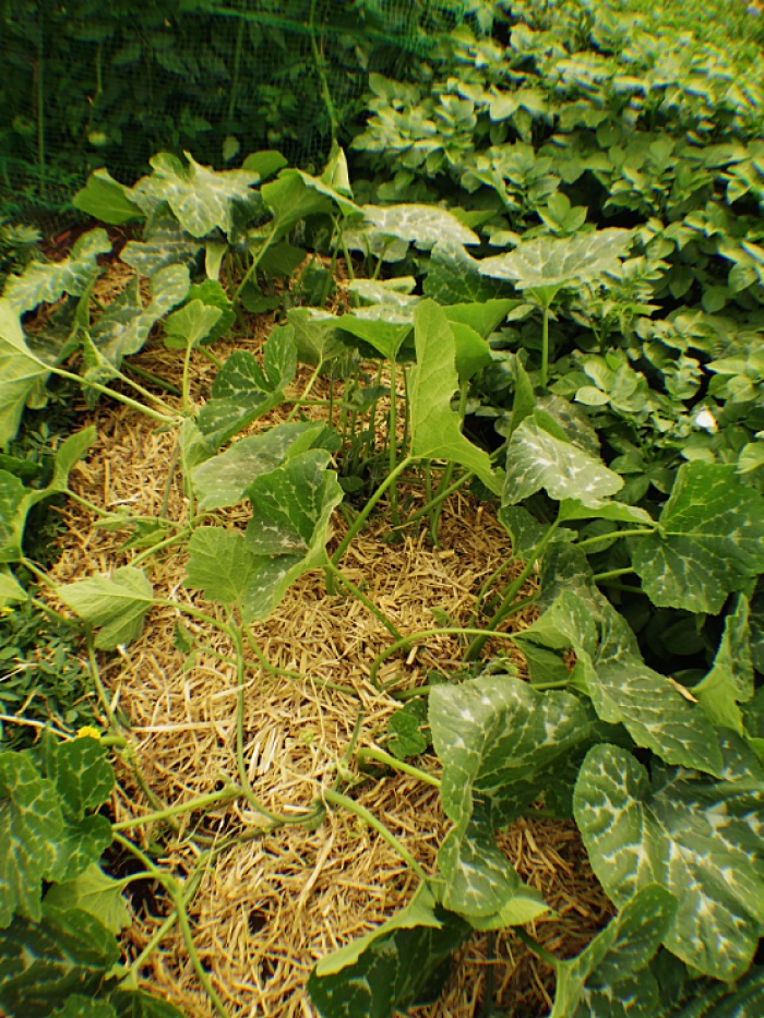 c0187503_15455544.jpg