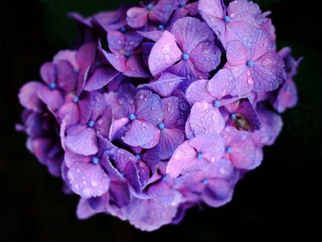 Hydrangea_c0198903_1382395.jpg