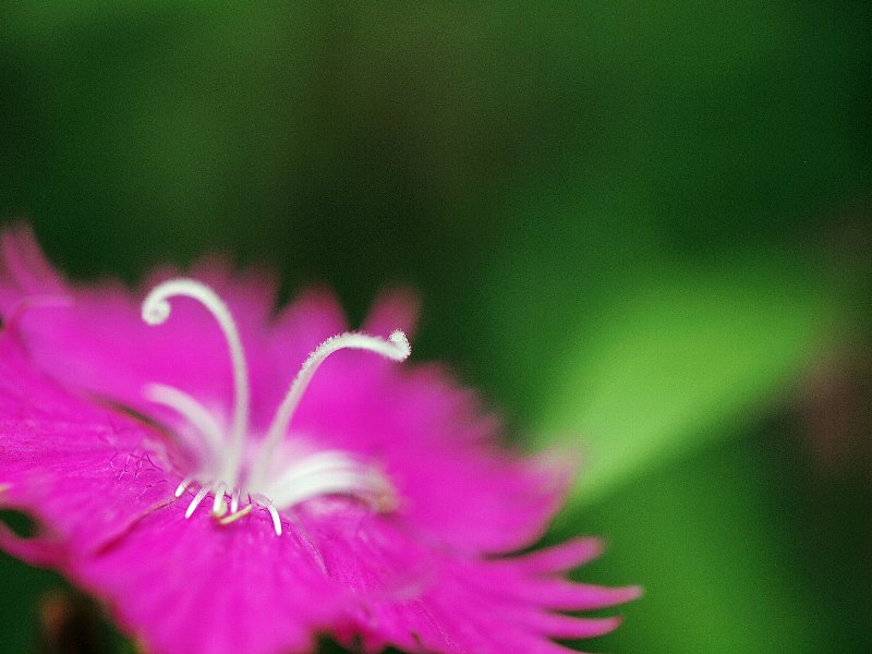 6月　赤塚植物園　オフ会　２_b0231705_1858234.jpg