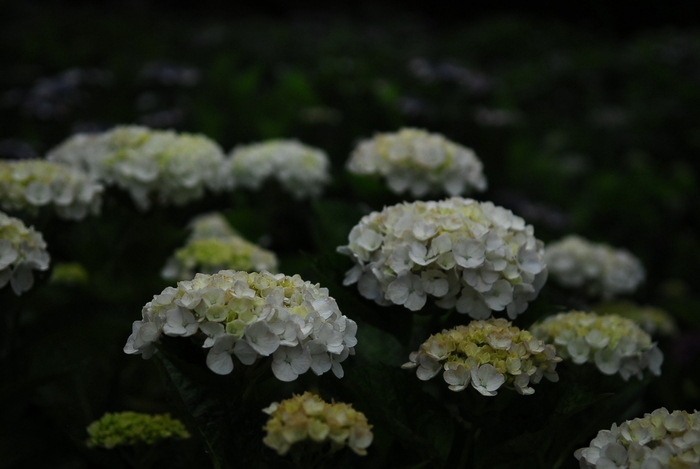 今日の大聖寺_d0047811_1243456.jpg
