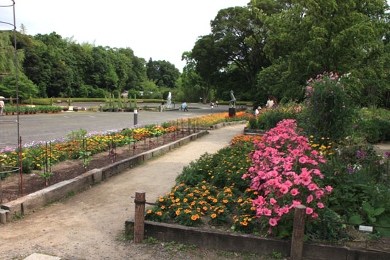 植物園 あじさい園_e0048413_21133028.jpg