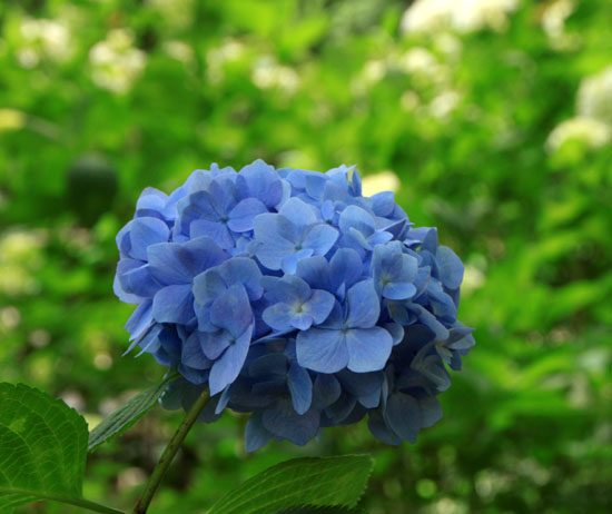植物園 あじさい園_e0048413_21142076.jpg