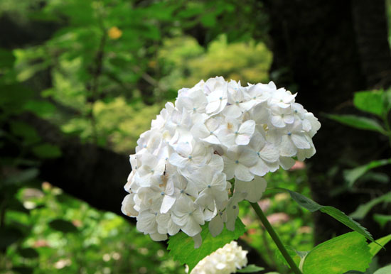 植物園 あじさい園_e0048413_21144259.jpg