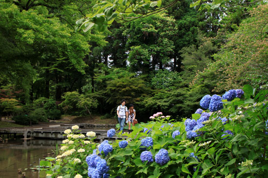 植物園 あじさい園_e0048413_2114526.jpg