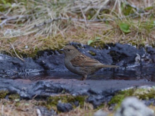 2012　06　17　カヤクグリ　御山で_d0127815_20424487.jpg