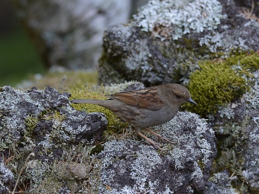 2012　06　17　カヤクグリ　御山で_d0127815_20425928.jpg