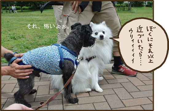 まだ犬まみれたし。_d0212419_20263192.jpg