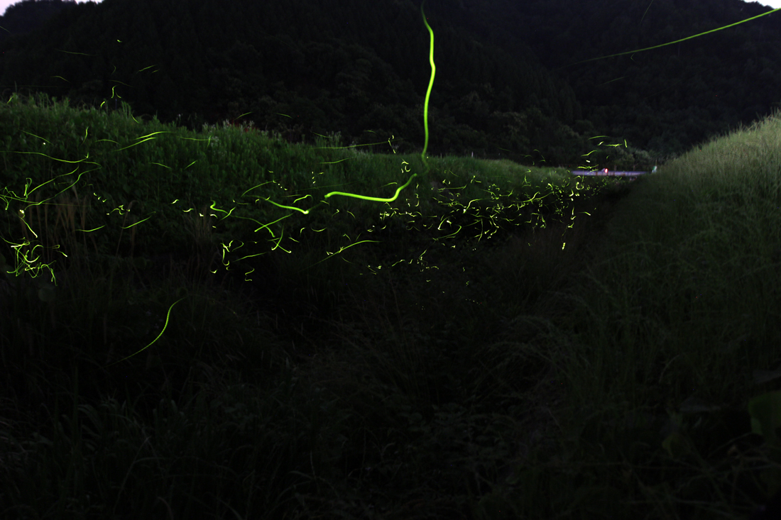 Fireflies _e0190023_22214852.jpg