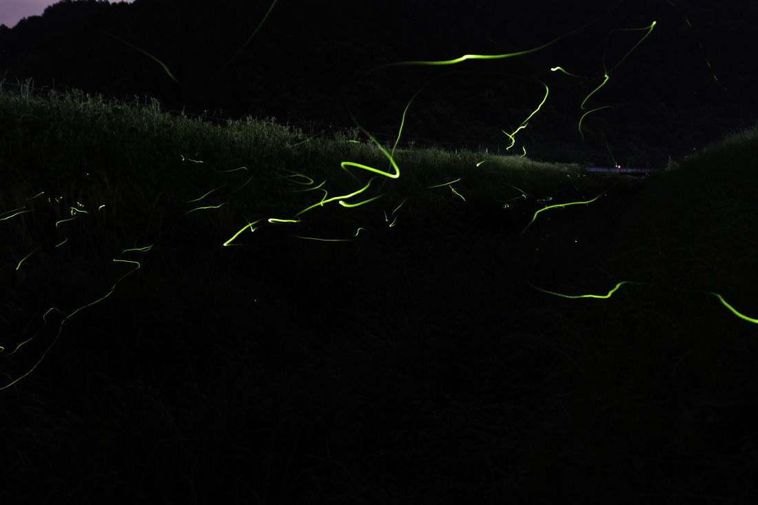 Fireflies _e0190023_22215659.jpg