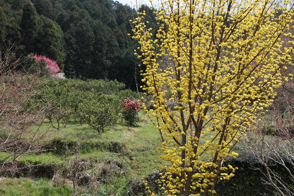 万葉集その三百七十六(山辺の道：海石榴市：つばいち)_b0162728_735858.jpg