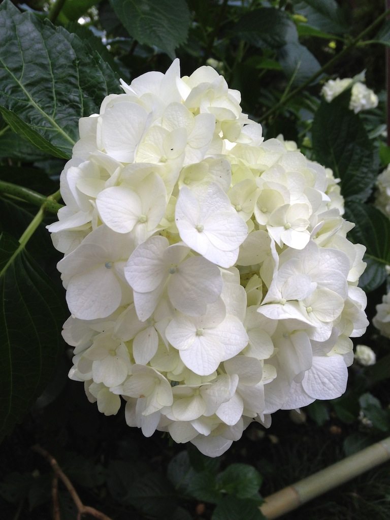 Hydrangea temple_b0060029_17571646.jpg