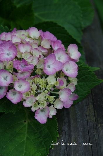 c0093830_2071829.jpg