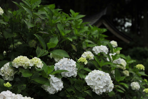 紫陽花寺～ミナ　その1_c0182231_18172043.jpg