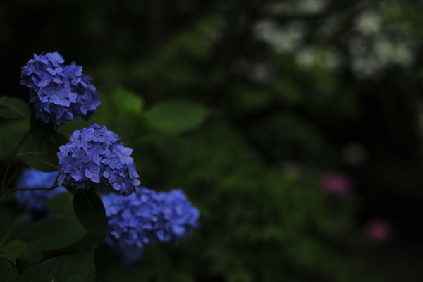 紫陽花寺～ミナ　その1_c0182231_18184137.jpg