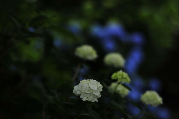 紫陽花寺～ミナ　その1_c0182231_18212083.jpg